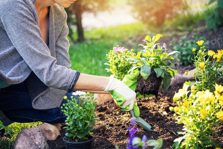 Women gardening. Digging hole and placing plants in the ground