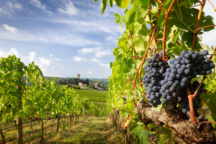 Vineyard landscape with black grape vine in Tuscany, Italie