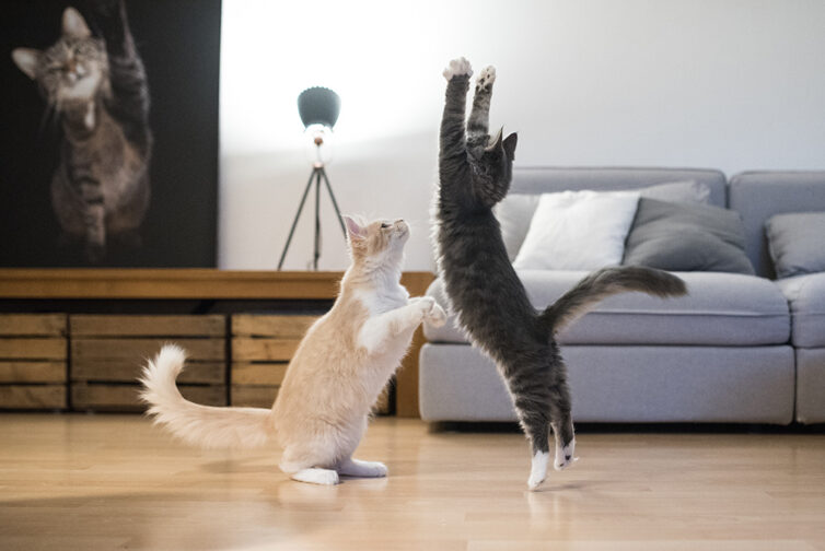 Ginger and white cat, and grey and white cat playing in living room