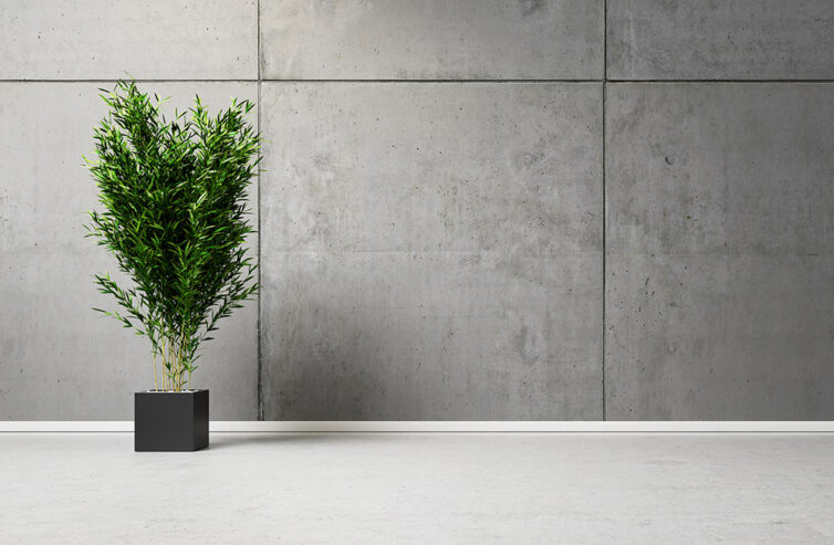 Concrete wall with bamboo plant