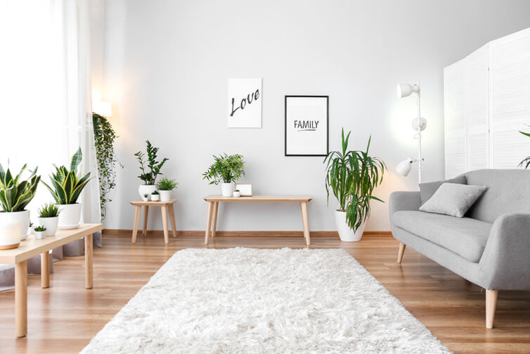 Living room with laminate covered flooring, a soft cream rug, plants and a grey sofa