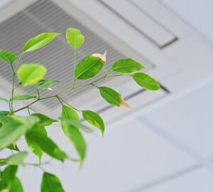 Green plant in front of ceiling airconditioning unit