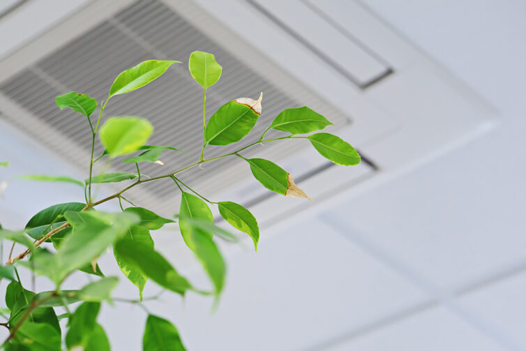 Green plant in front of ceiling airconditioning unit