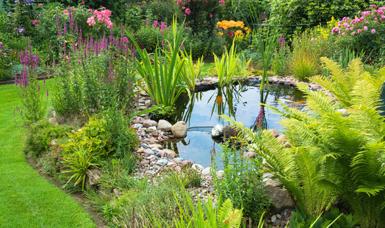 Pond with plants and stones