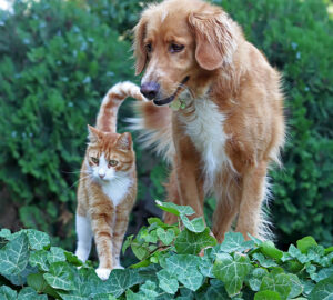 Ginger dog and cat together in the garden