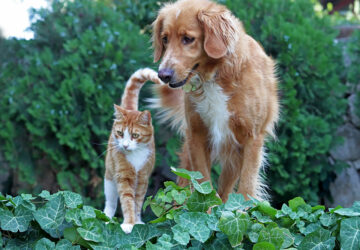 Ginger dog and cat together in the garden