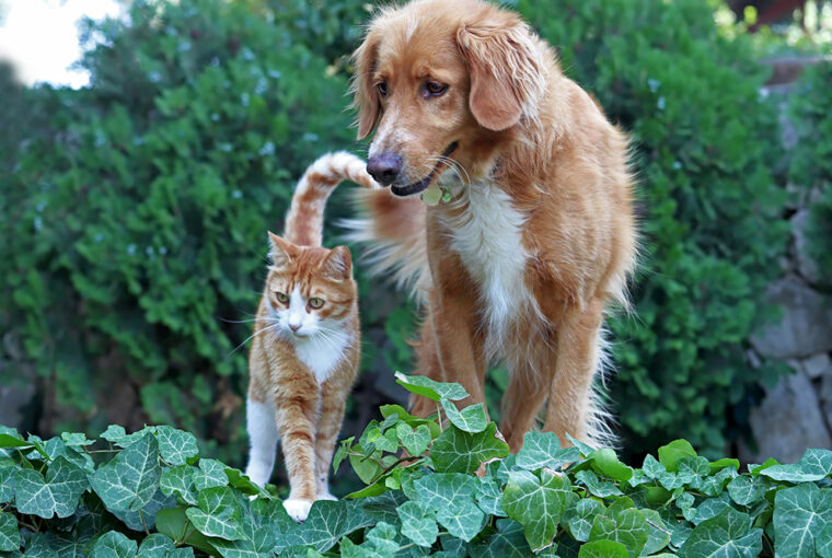 Ginger dog and cat together in the garden