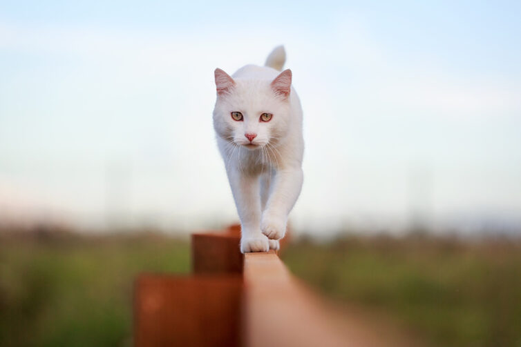 White cat walking along the fence