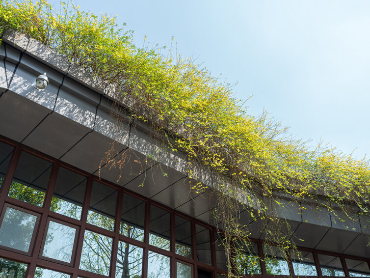 Eco green roof covered in over hanging plants