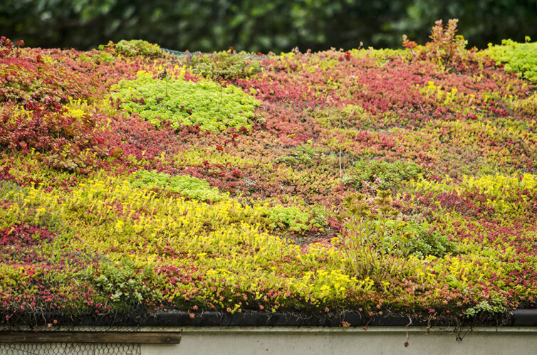 Sloping roof with eco green covering. Green roof covered in green and red sedum plants