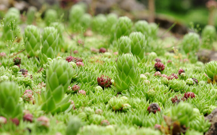 Succulent plants including buddha's temple