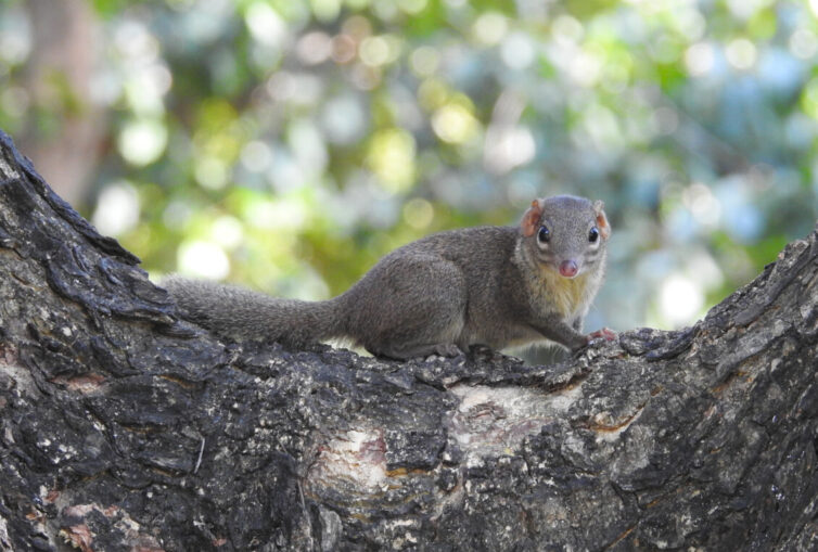 Northern Treeshrew (Tupaia belangeri) Chatuchak Park