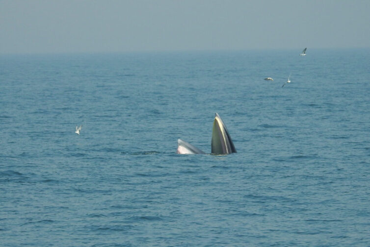 Sittang Whale (Balaenoptera edeni) in the Gulf of Thailand