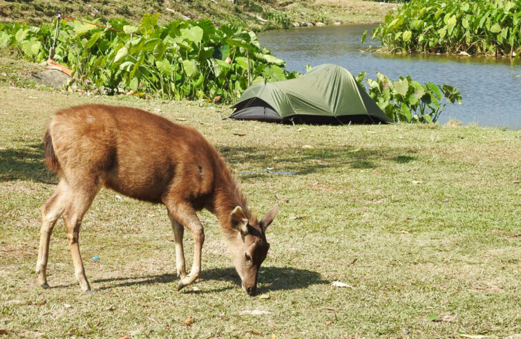Sambar (Rusa unicolor) at campsite, Khoa Yai