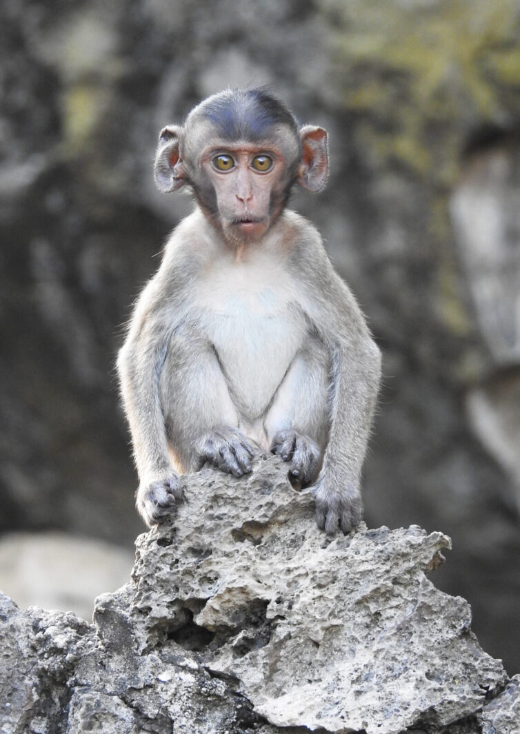 Long-tailed Macaque (Macaca fascicularis) in Petchaburi
