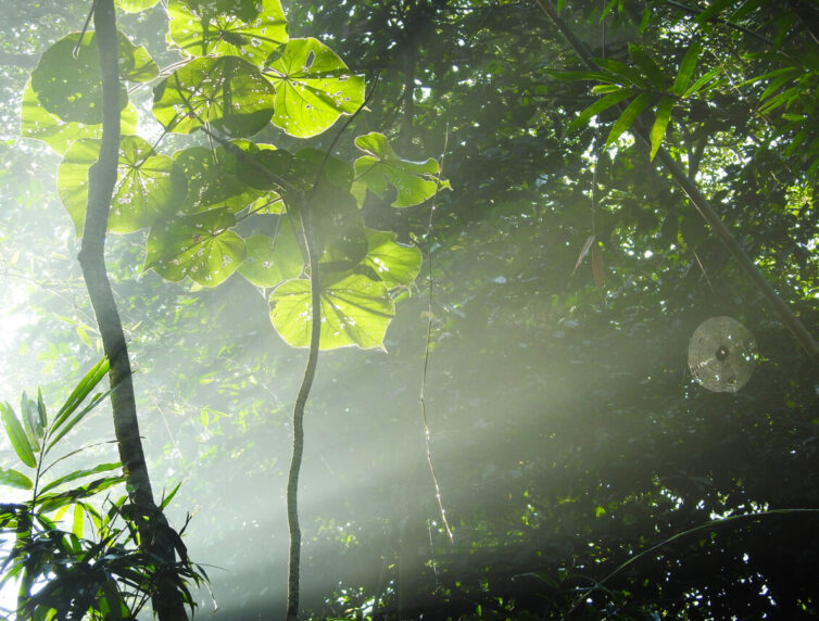 Kaeng Krachan – rainforest bliss