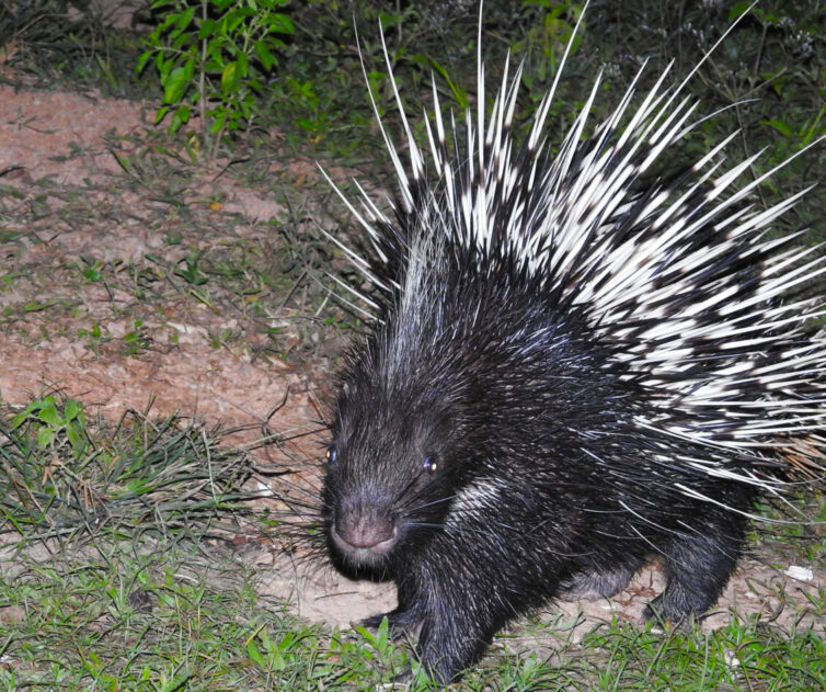 Malayan Porcupine (Hystrix brachyura) at the campsite, Kaeng Krachan