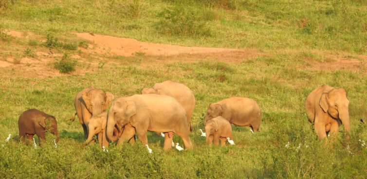 Asian Elephants (Elephas maximus) at Kui Buri