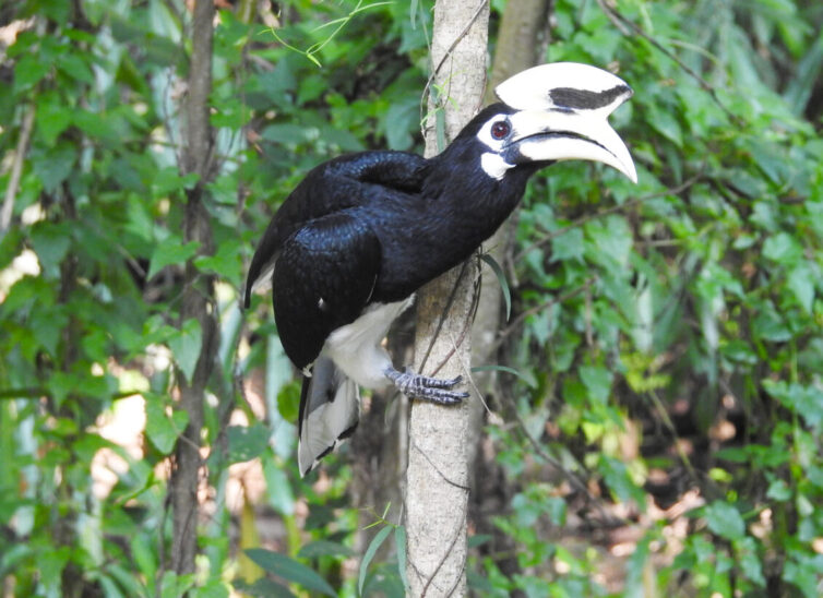 Oriental Pied Hornbill (Anthracoceros albirostris) at Erawan Falls