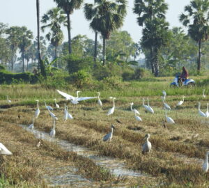 Water birds in paddyfieldsin Thailand - Image by Andrew Tilsley