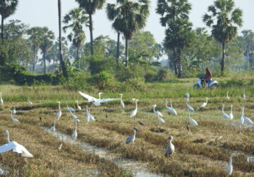 Water birds in paddyfieldsin Thailand - Image by Andrew Tilsley