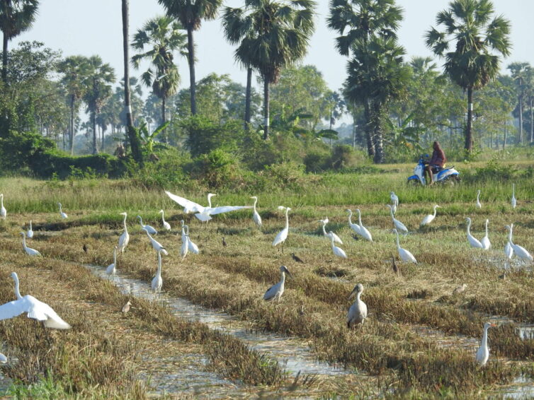 Water birds in paddyfieldsin Thailand - Image by Andrew Tilsley