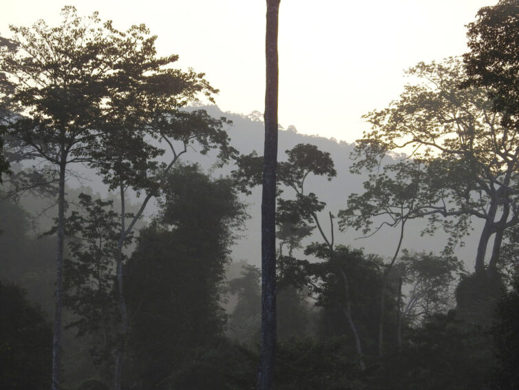 Forest view in Kaeng Krachan - Image by Andrew Tilsley