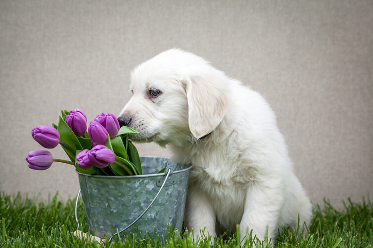 Labrador dog next to bucket of purple tulips