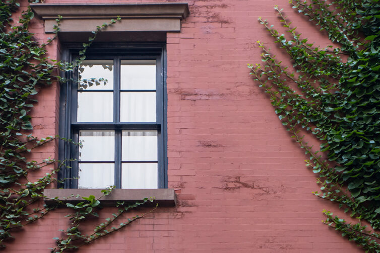 Painted house with green leafy vines growing on it and grey sach windows