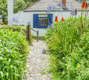 Cottage in cornwall with blue windows and country garden full of Alliums.