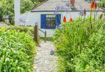 Cottage in cornwall with blue windows and country garden full of Alliums.