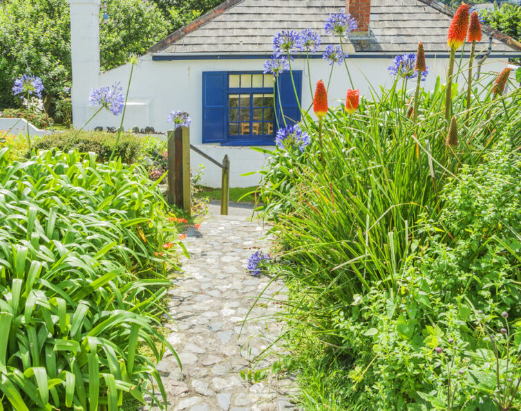 Cottage in cornwall with blue windows and country garden full of Alliums.