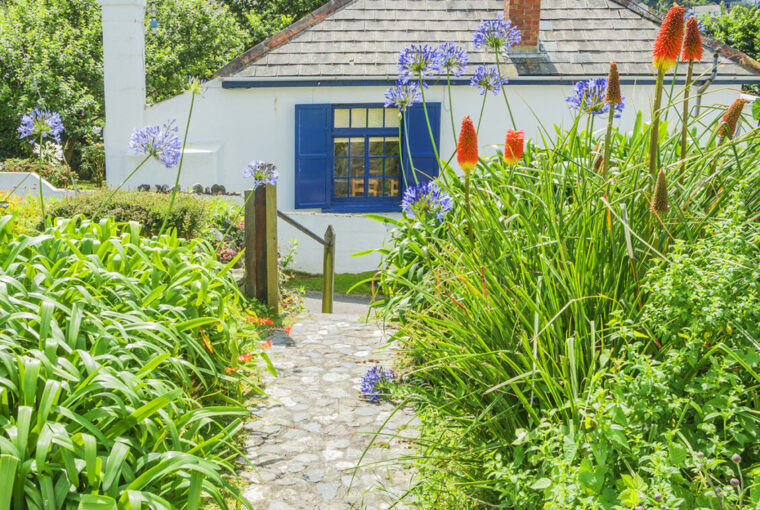 Cottage in cornwall with blue windows and country garden full of Alliums.