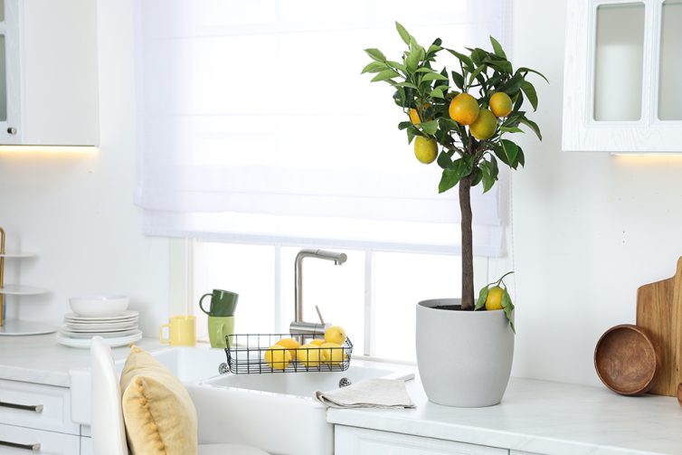 Minimalist white kitchen with basket of lemons and lemon tree