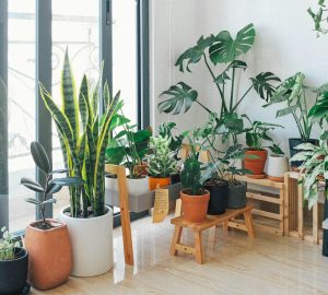 House Plants